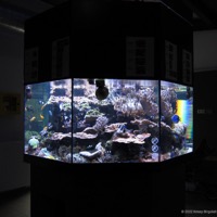 nymphaea_10